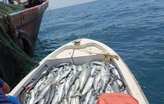 توقیف کشتی‌های ماهیگیری در عمان به دلیل نقض قوانین فصلی صید ماهی