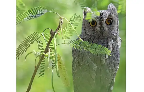 گونه نادر جغد عربی در عمان