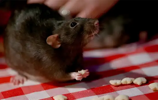 رستورانی در مسقط به دلیل وجود موش صحرایی تعطیل شد