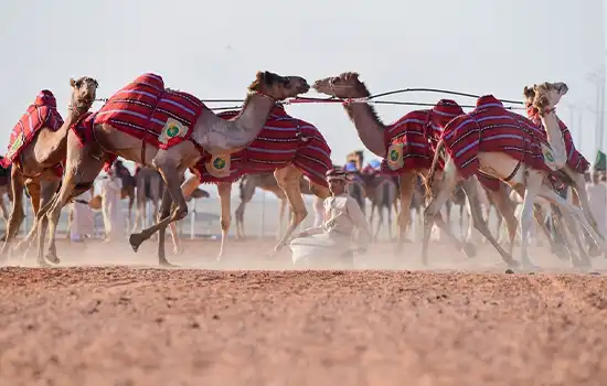 هنر پرورش شتر عمان به فهرست میراث جهانی ایسیسکو پیوست 1 camel breeding oman isesco world heritage 3