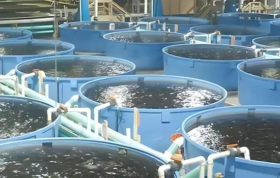 تولید و توسعه خوراک میگو در عمان با استفاده از مواد اولیه محلی 1 تولید و توسعه خوراک میگو در عمان با استفاده از مواد اولیه محلی