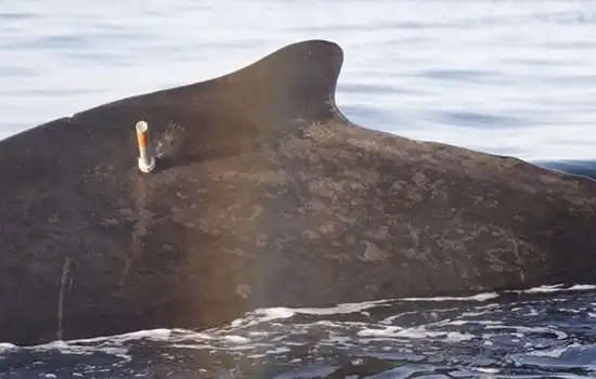 نصب تراشه ردیاب بر روی نهنگ گوژپشت 1 نصب تراشه ردیاب بر روی نهنگ گوژپشت