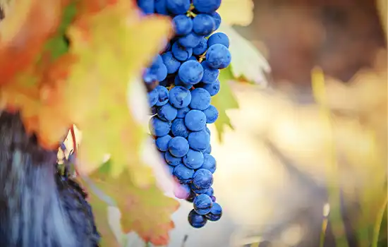 بداية موسم قطف العنب في عمان