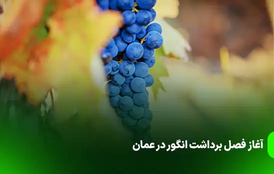 آغاز فصل برداشت انگور در عمان