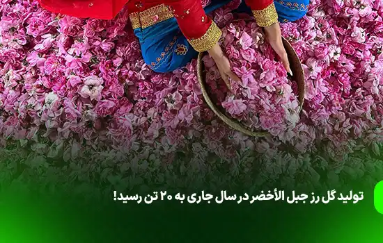 تولید گل رز جبل الأخضر در سال جاری به ۲۰ تن رسید! 4 تولید گل رز جبل الأخضر در سال جاری به ۲۰ تن رسید!