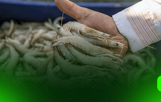 میگوی تولیدی سیستان و بلوچستان به بازار عمان وارد شد 6 میگوی تولیدی سیستان و بلوچستان به بازار عمان وارد شد