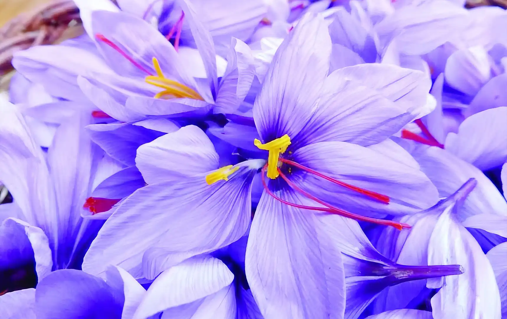 Omans First Saffron Farm Opens in Al Jabal Al Akhdar 2