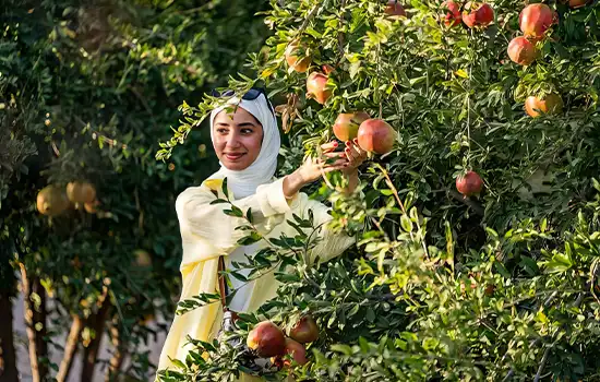 Over 41,000 Visitors Attend ‘Jebel Akhdar Pomegranate Harvest’ Event