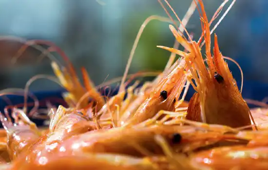 Shrimp Fishing Season Begins in Oman en