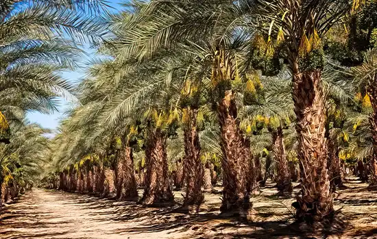Organic Date Farm in Ibri Becomes Largest Certified Organic Farm in Oman