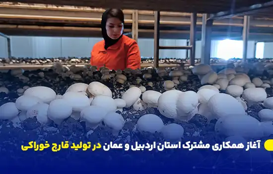 کارگر در حال بررسی تولید قارچ در مزرعه