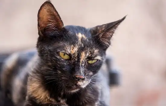 Establishment of Stray Animal Rehabilitation Center by Muscat Municipality 8 establishment of stray animal rehabilitation center by muscat municipality en