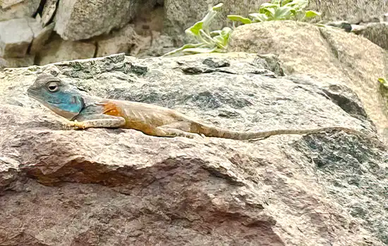 discovery of 7 new lizard species in oman EN