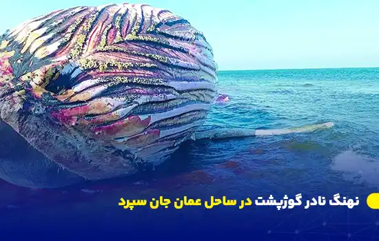 نهنگ نادر گوژپشت در ساحل عمان جان سپرد