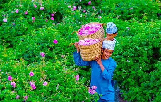 The start of the rose harvest season in Al Ain village, Oman