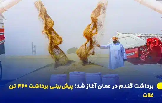 برداشت گندم در عمان آغاز شد؛ پیشبینی برداشت ۴۶۰ تن غلات 8 برداشت گندم در عمان آغاز شد؛ پیشبینی برداشت ۴۶۰ تن غلات