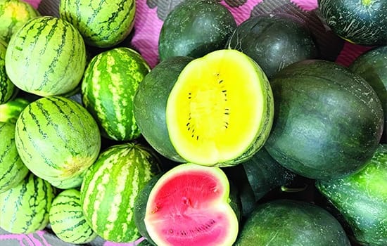 Yellow and red watermelons harvested from farms in Al Mudhaibi, Oman – April 2025