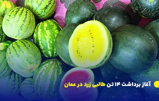 آغاز برداشت ۱۴ تن طالبی زرد در عمان از مزارع المضيبی 4 طالبیهای زرد و قرمز برداشتشده از مزارع المضیبی در عمان