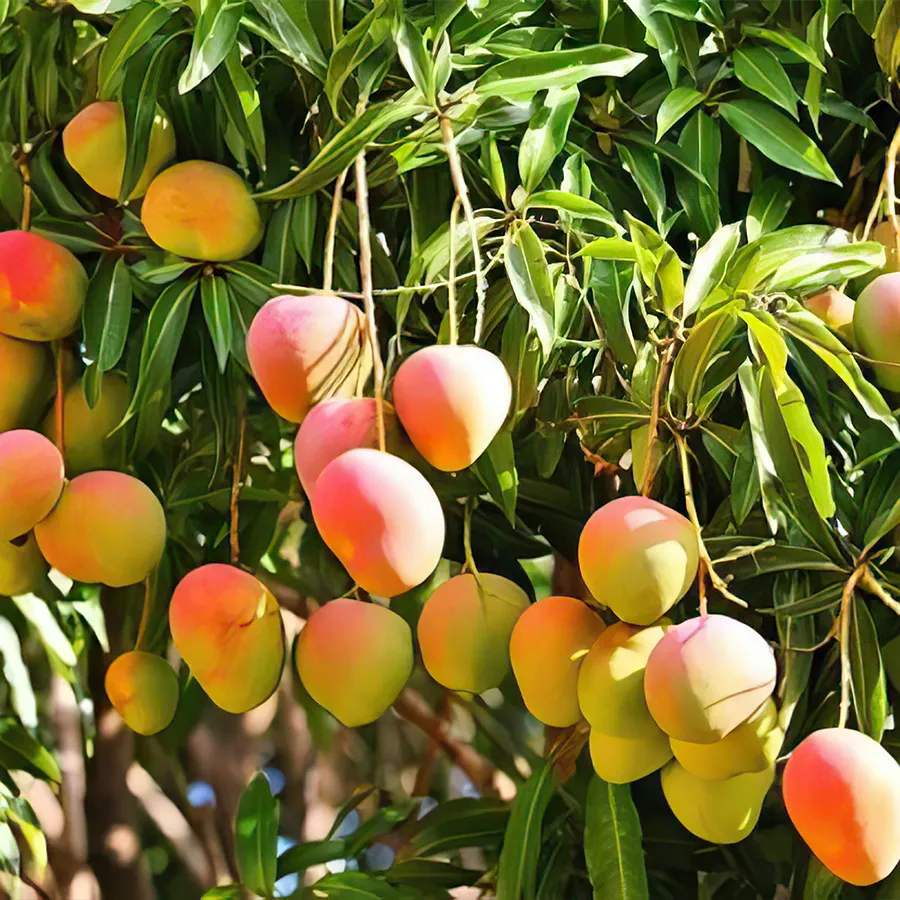 mango festival exhibition to be held at grand mall bousher from june 19 21 en